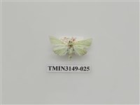 藏品(螟蛾300)的圖片